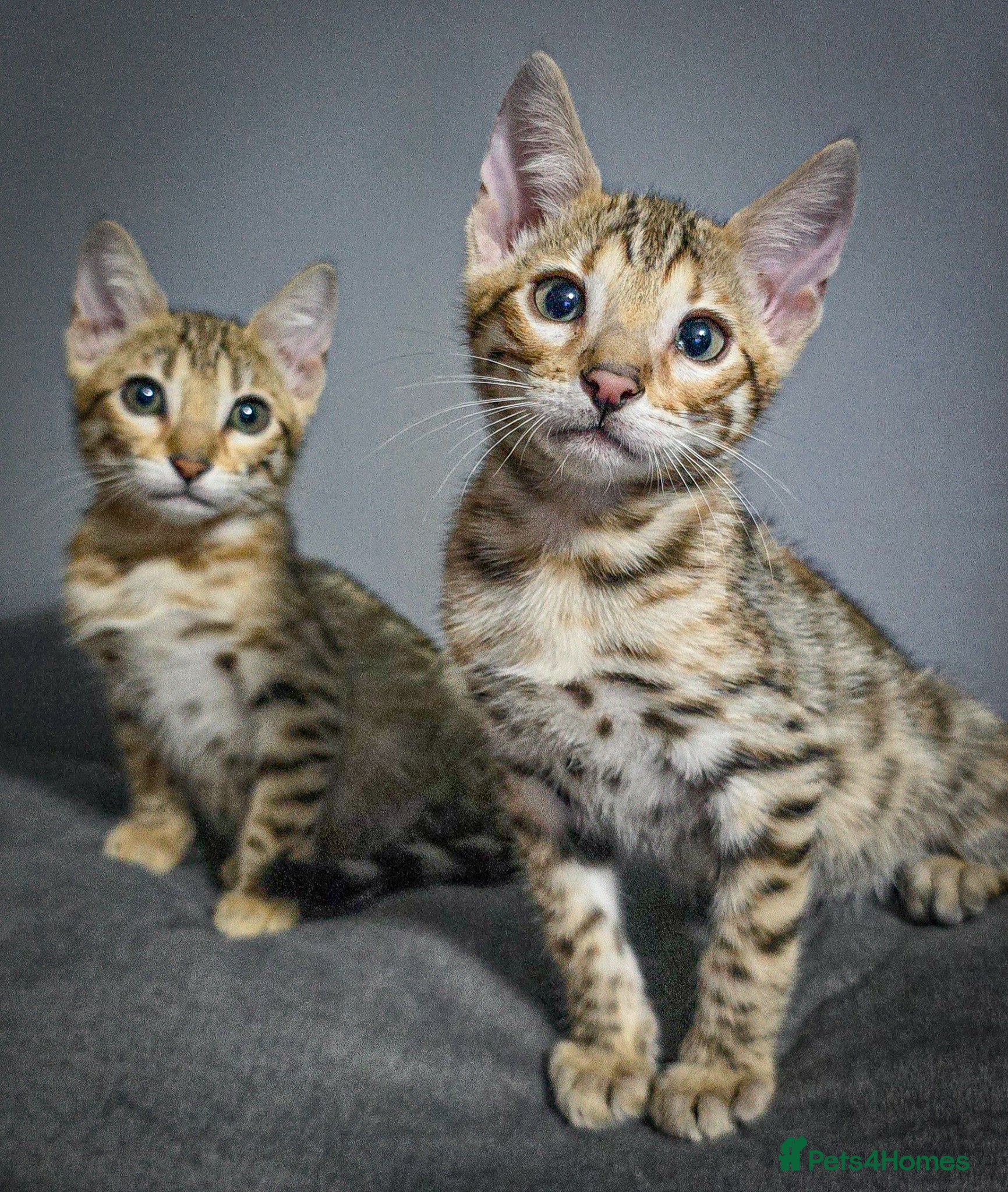 Bengal cats Ready from middle May🔥 TICA boy and girl left - Advert 2