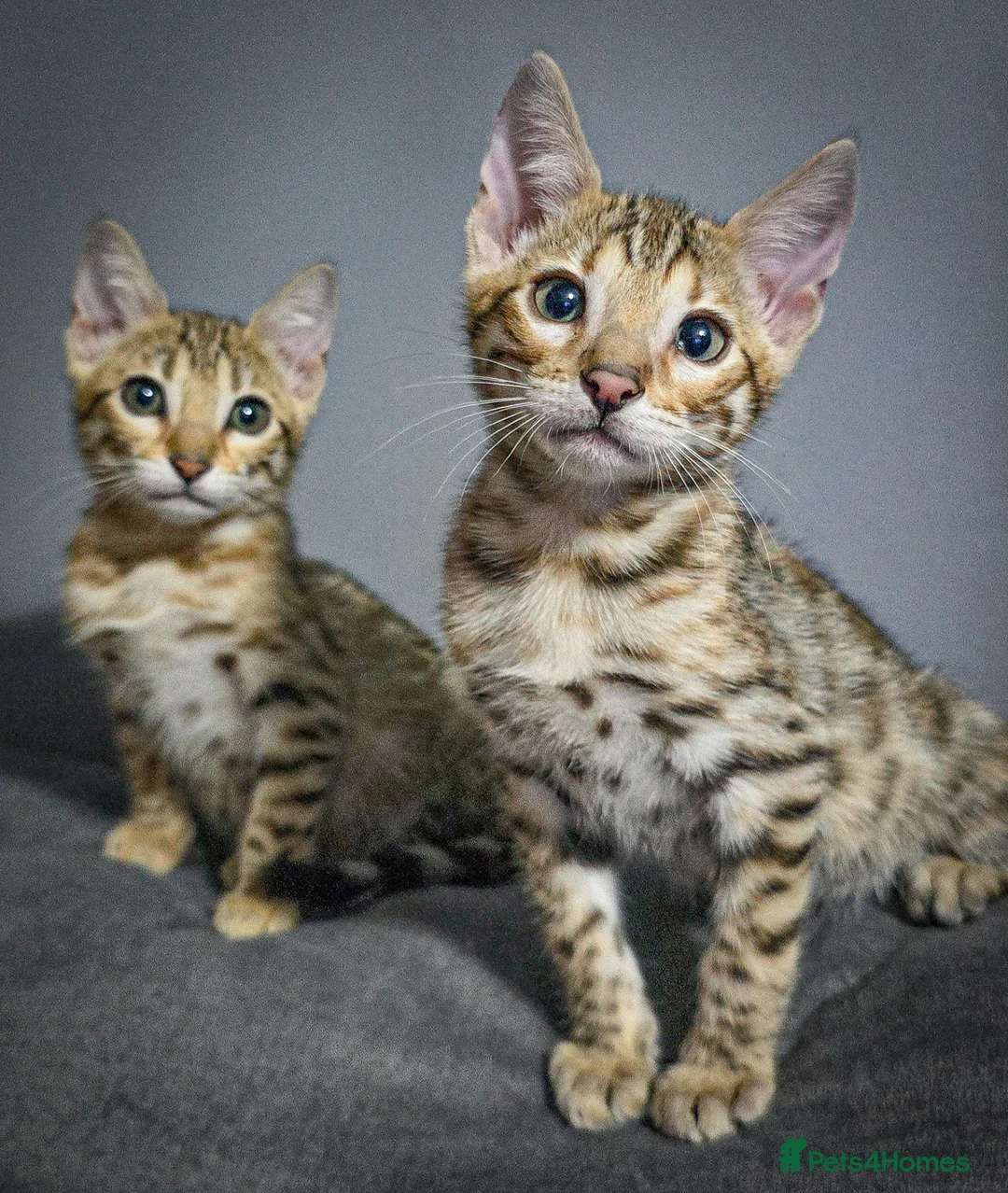 Bengal cats for sale: Ready from middle May🔥 TICA boy and girl left - Advert 2