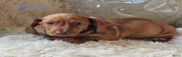 Miniature Dachshund dogs for sale: 🐕🐕6 adorable miniature dashund puppies 🐕🐕 - Advert 4