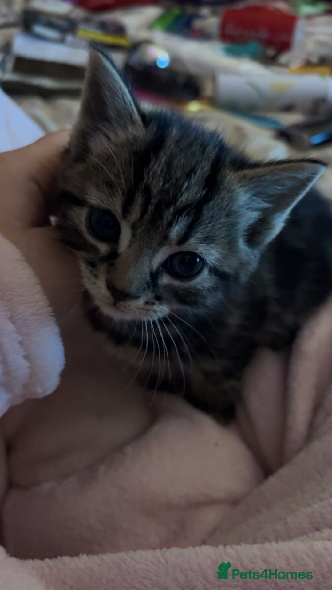 Mixed Breed cats for sale: Five tabby shorthair and longhair kittens - Advert 13