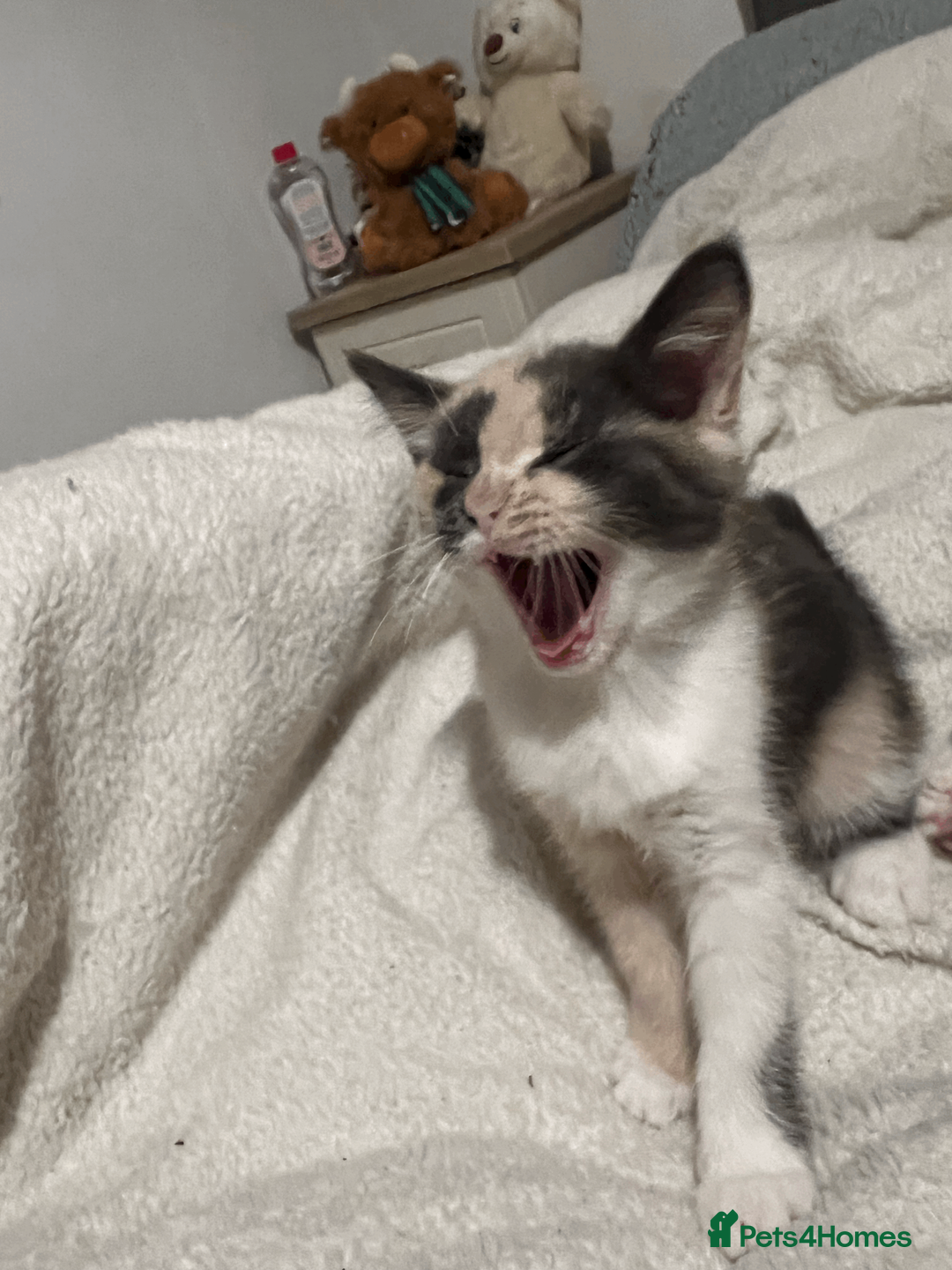 Domestic Shorthair cats for sale: Adorable Kittens Looking for Their Forever Homes - Advert 20