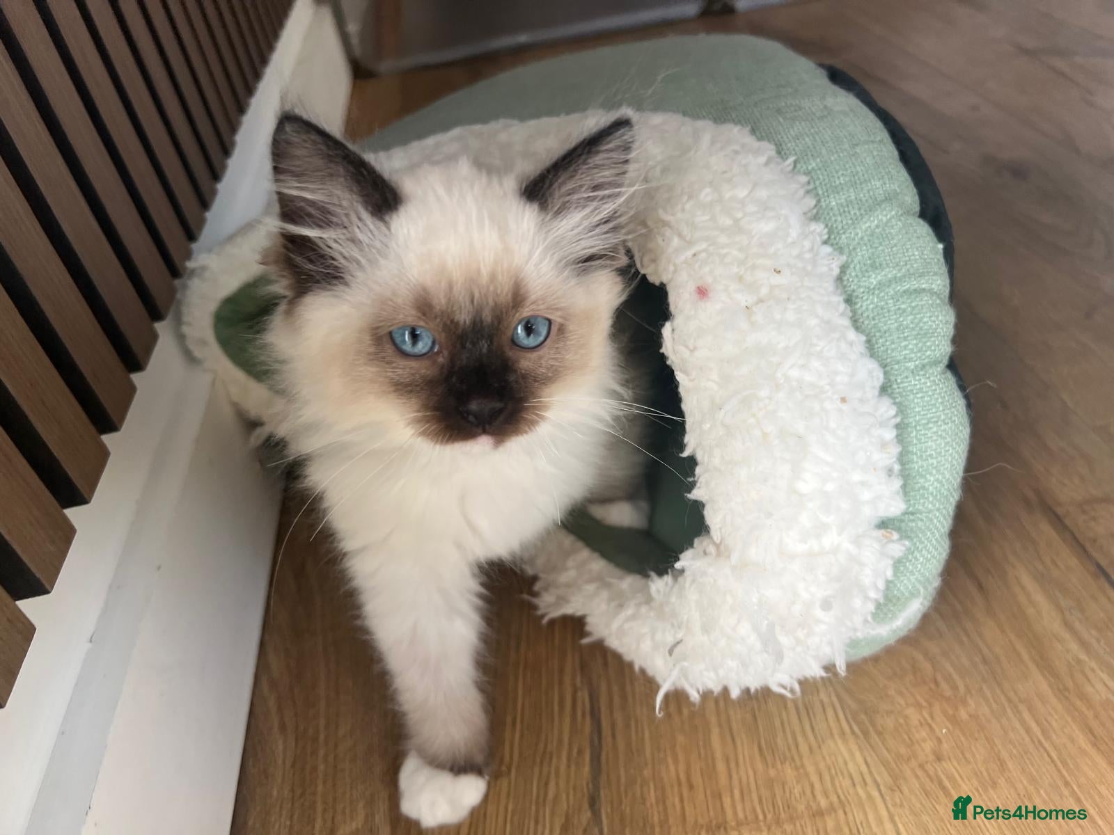Ragdoll cats Beautiful Ragdoll Kittens, GCCF & Tica Registered - Advert 15