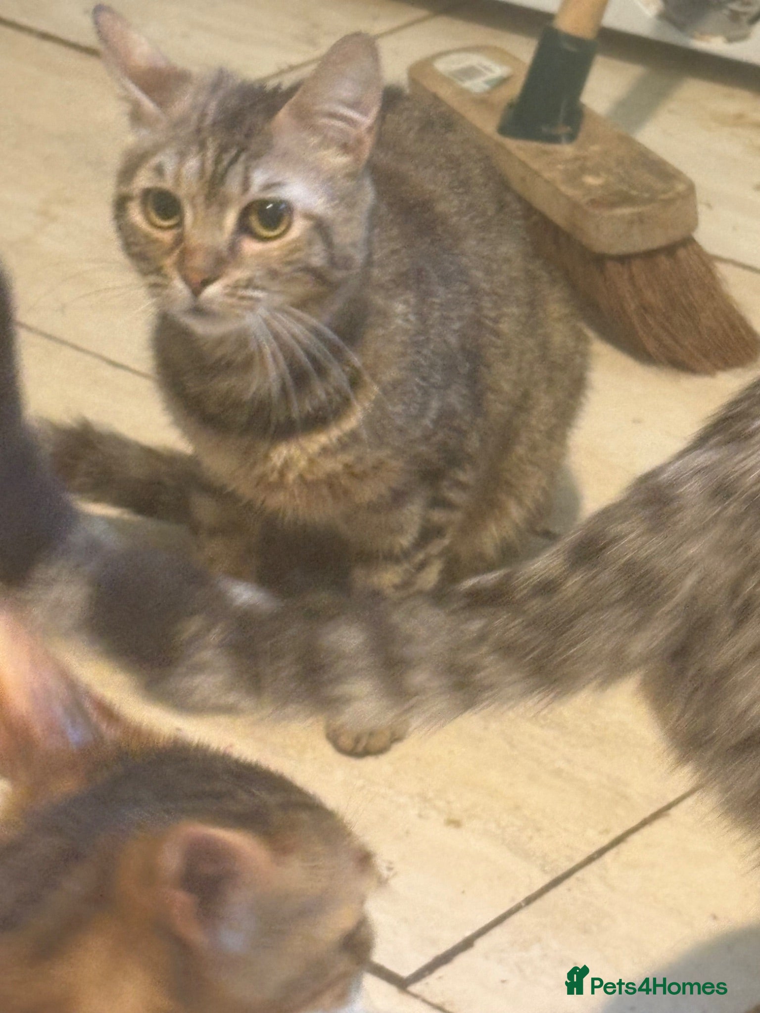 Mixed Breed cats Bengal cross maincoon - Advert 1