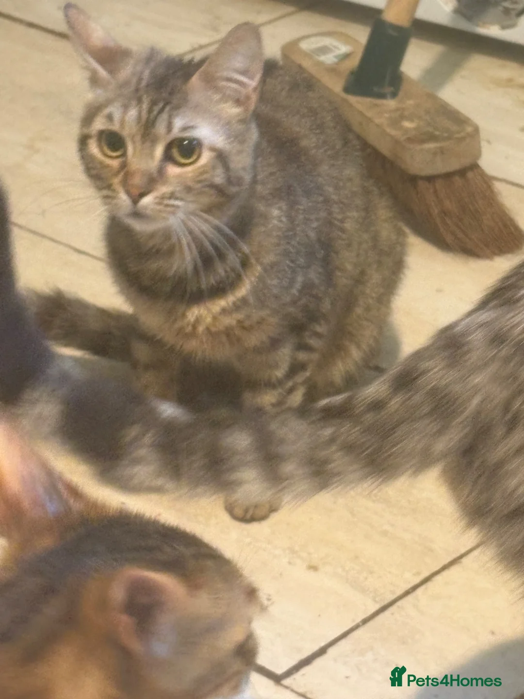 Mixed Breed cats for sale: Bengal cross maincoon - Advert 1
