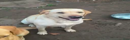 Labrador Retriever dogs for sale: Beautiful Labrador puppies  - Advert 1