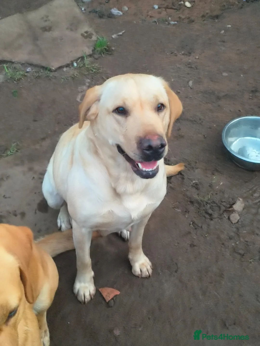 Labrador Retriever dogs for sale: Beautiful Labrador puppies  - Advert 1