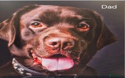 Labrador Retriever dogs for sale: Labrador puppies -1 black girl & 3 black boys left - Image 10