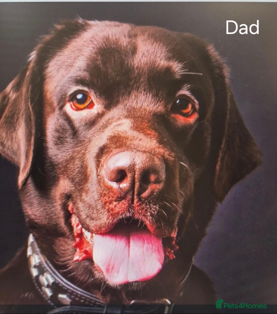 Labrador Retriever dogs for sale: Labrador puppies -1 black girl & 3 black boys left - Image 10