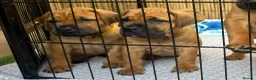 Boerboel dogs for sale: Elite Guard Neema X Spartan Dutch - Advert 5