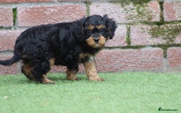 Cavapoo dogs for sale: F1 Cavapoo puppies for sale - Image 18