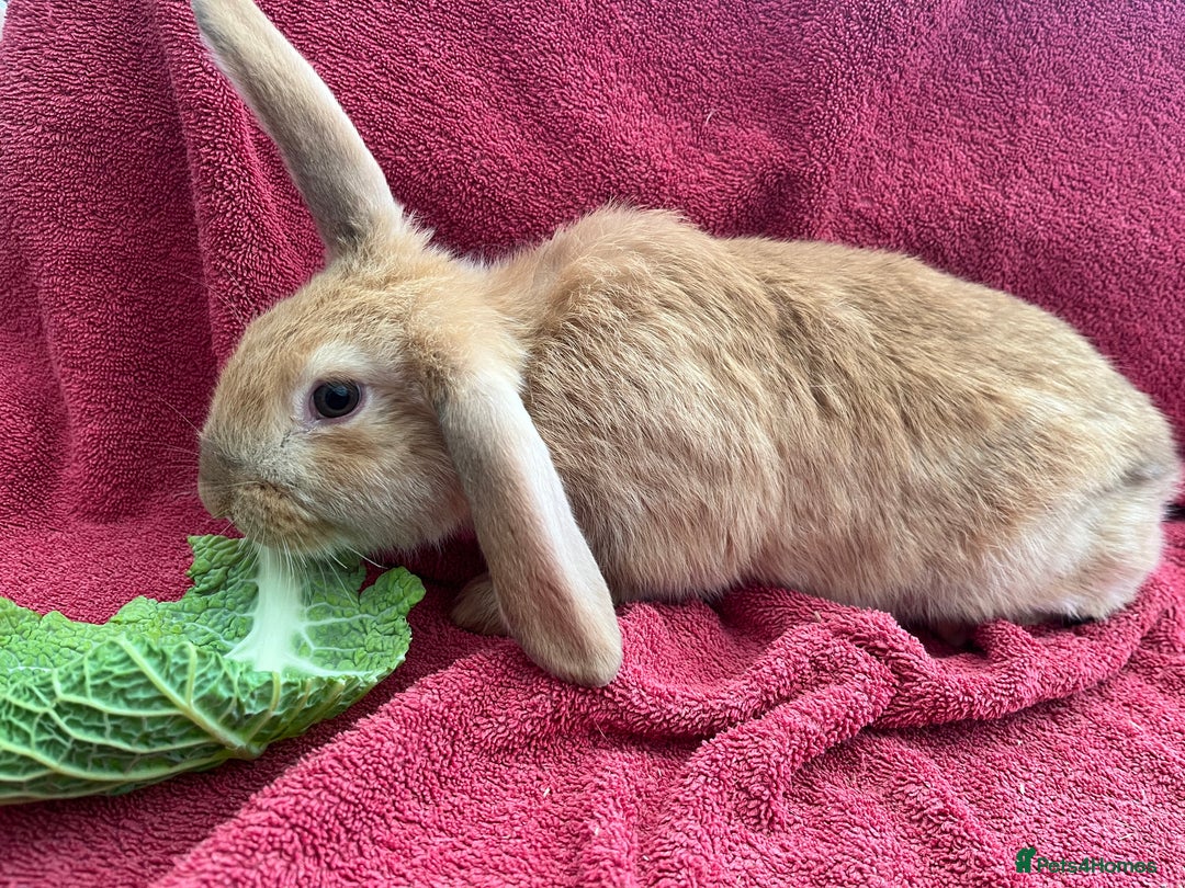 Mixed Breed rabbits for sale: Mixed rabbits  - Advert 5