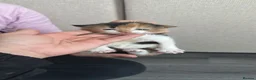 Mixed Breed cats for sale: 3 little kittens  - Advert 12