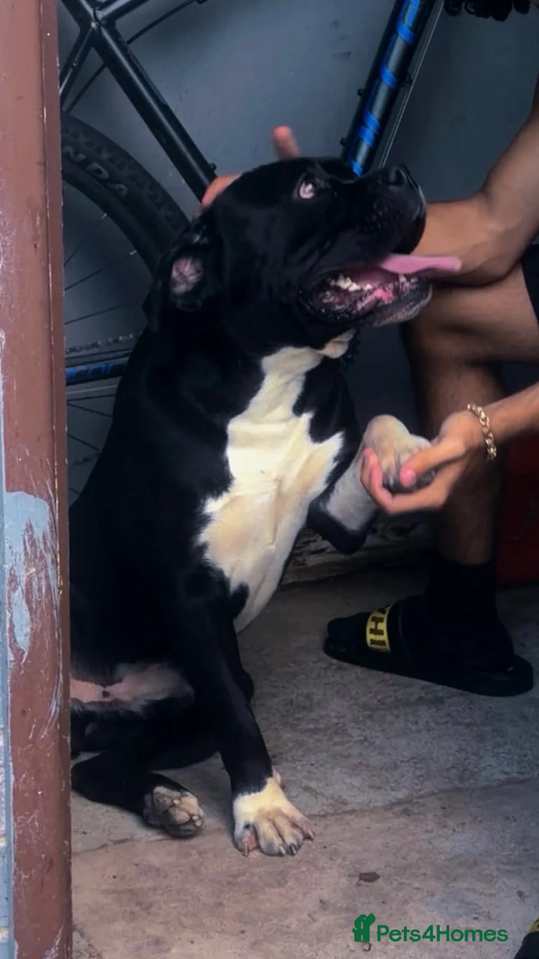 Cane Corso dogs for stud: 🧬Cane Corso Stud🧬 in Birmingham - Advert 2