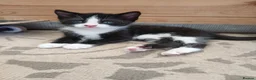 Mixed Breed cats for sale: 6 cute kittens for sale - Advert 7