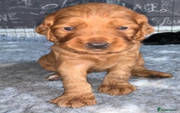 Cocker Spaniel dogs for sale: Gorgeous WCS pups - Image 20