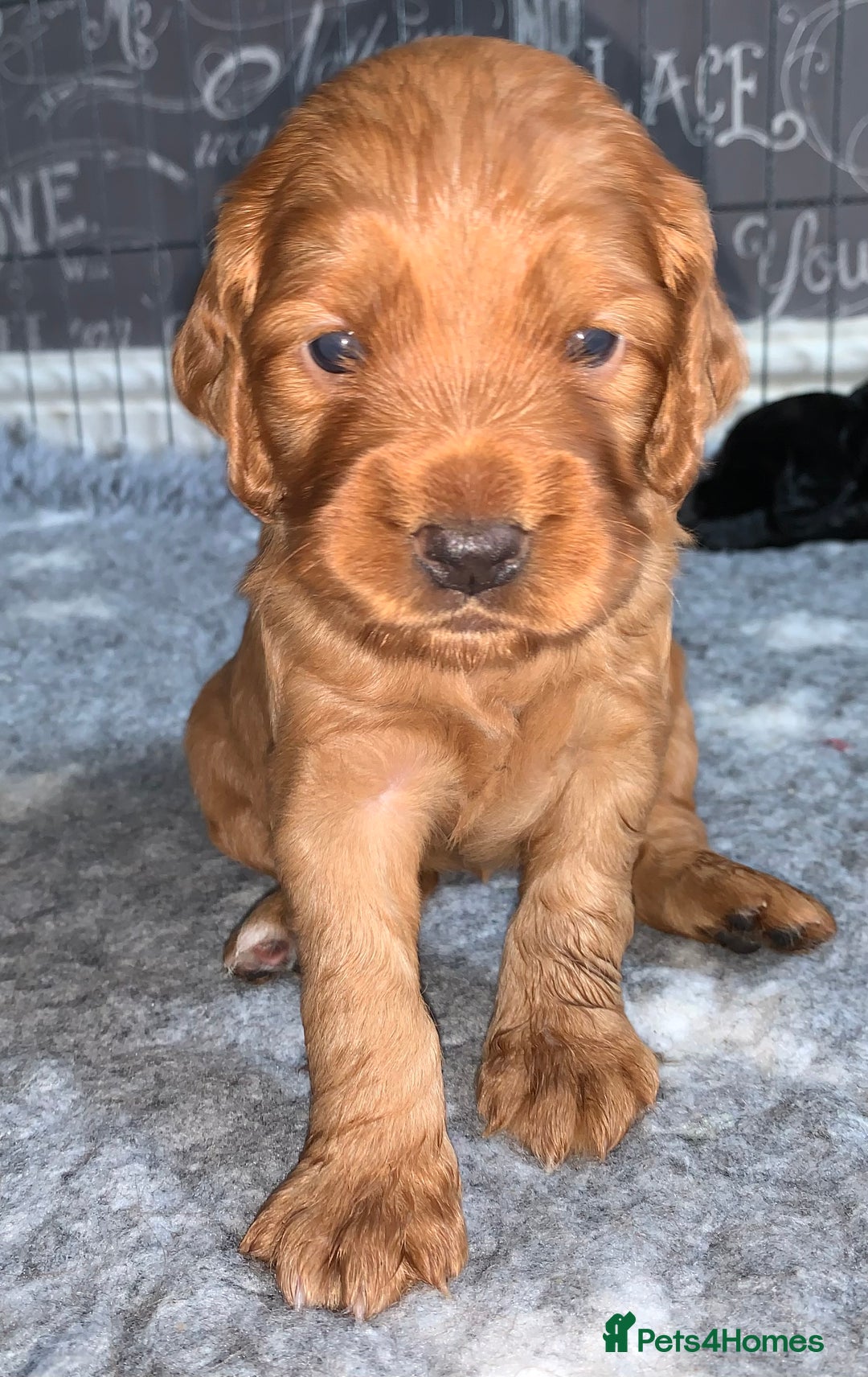 Cocker Spaniel dogs for sale: Gorgeous WCS pups - Image 20