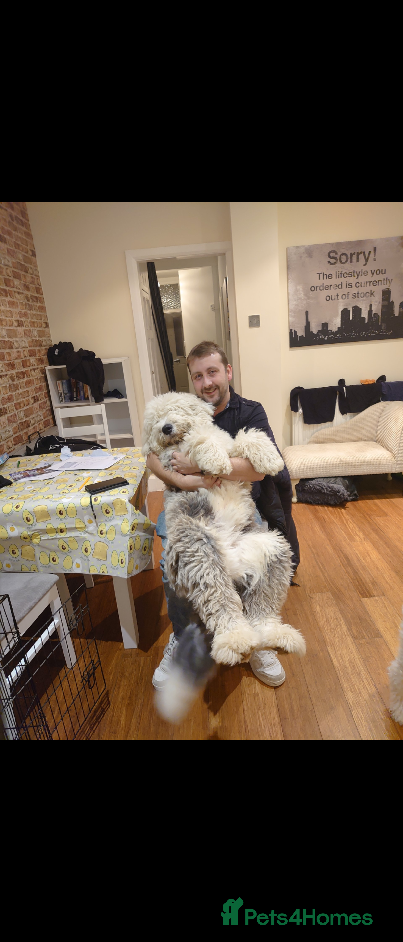 Old English Sheepdog dogs Old English sheepdog  - Advert 1