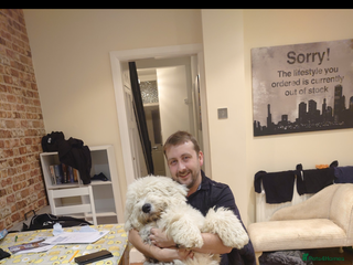 Old English Sheepdog dogs Old English sheepdog - Advert 4