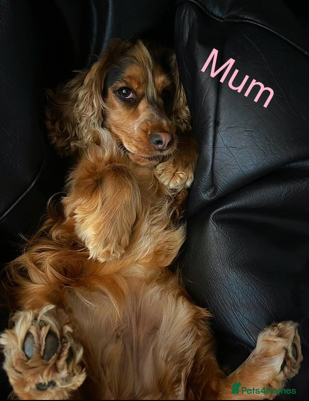 Cockapoo dogs for sale: F1 Cockapoo Puppies - Advert 4