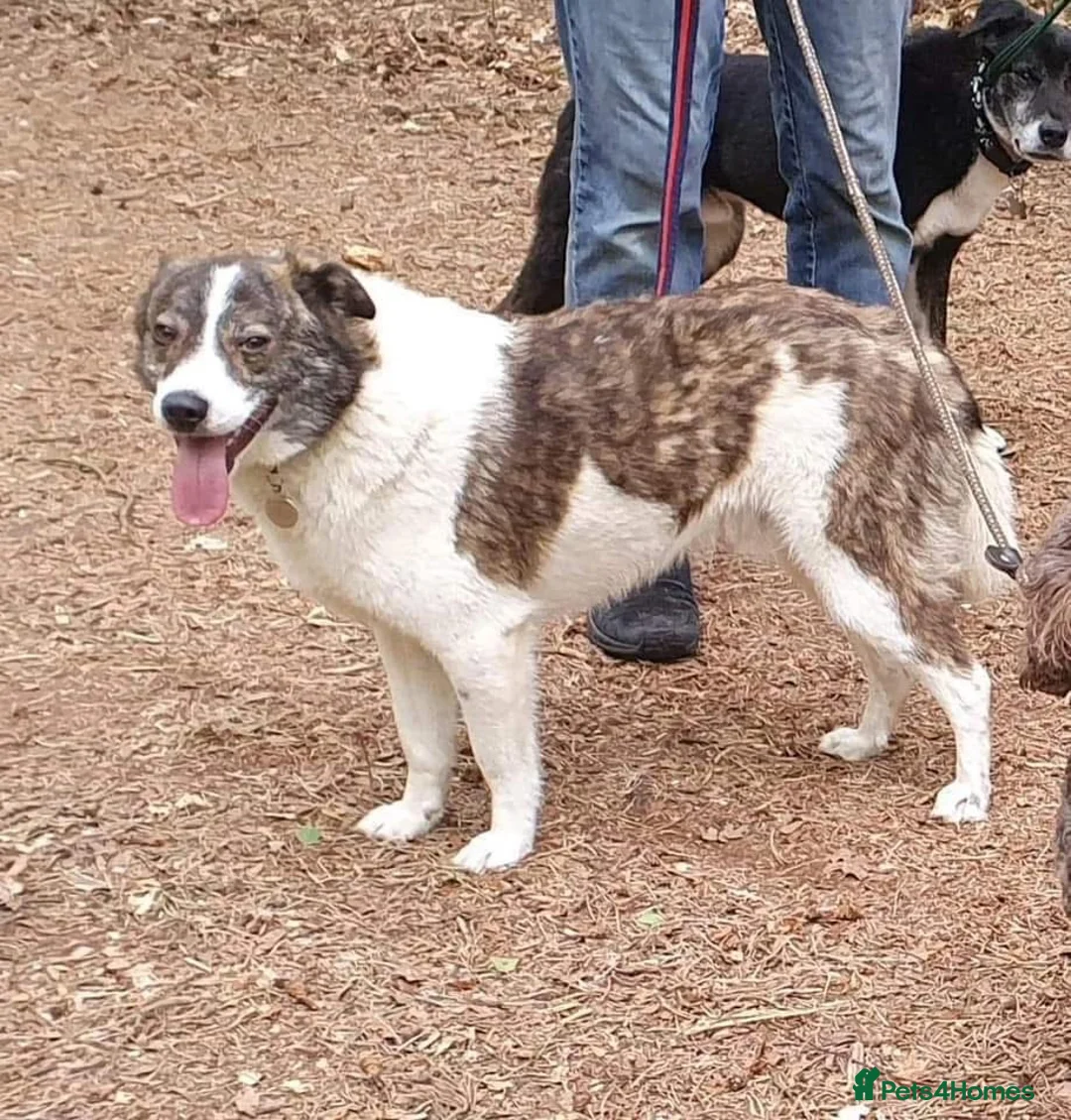 Mixed Breed dogs for adoption: Albie - Norwich Norfolk  - Advert 5