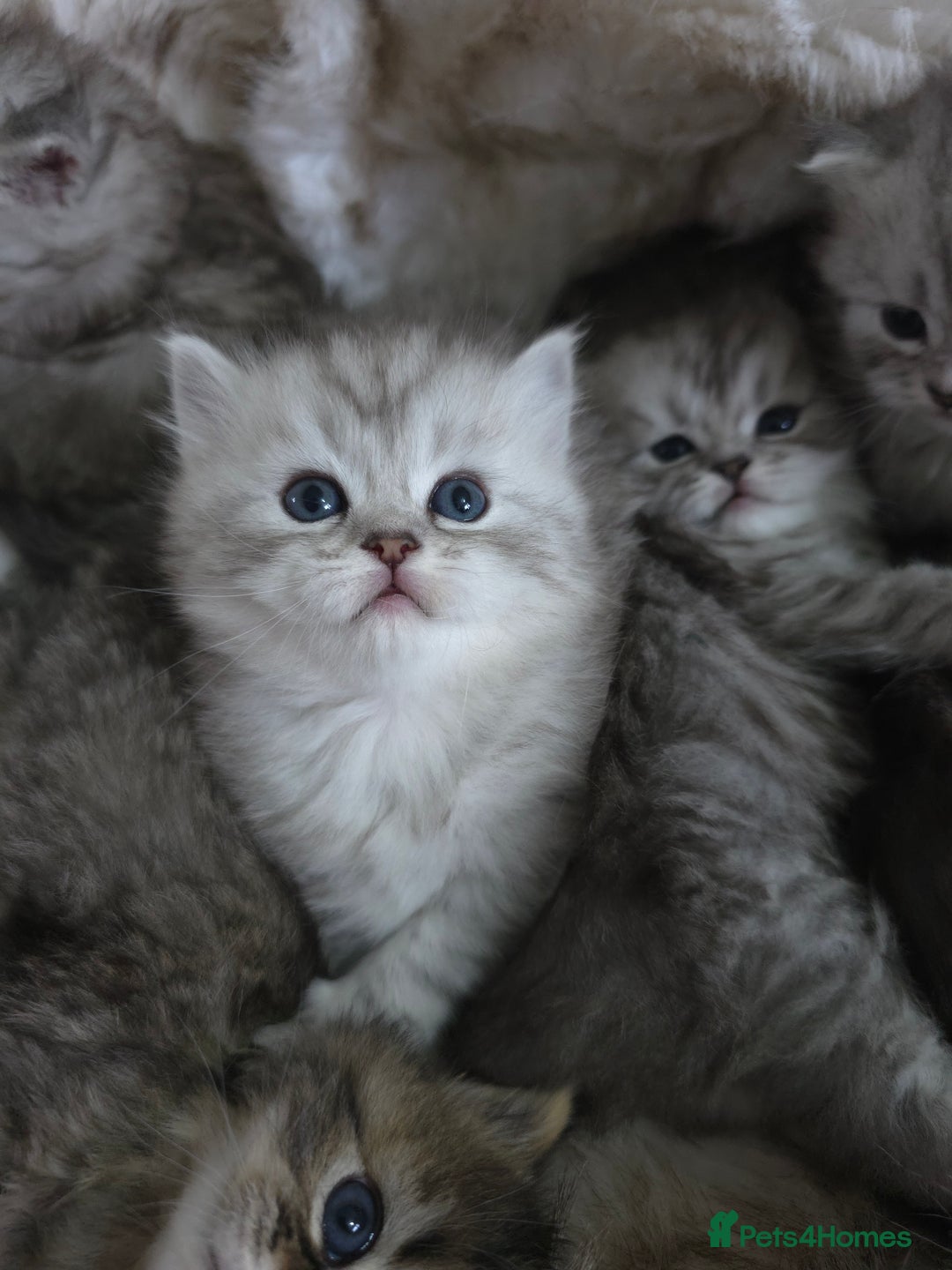 Persian cats for sale: Persian kittens  - Advert 7