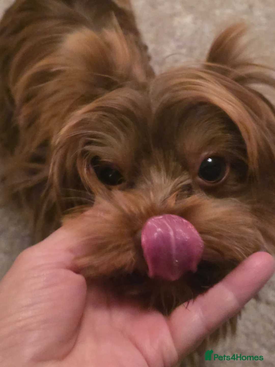 Yorkshire Terrier dogs for sale: Miniture yorkies ( sold only as a pair) - Advert 6