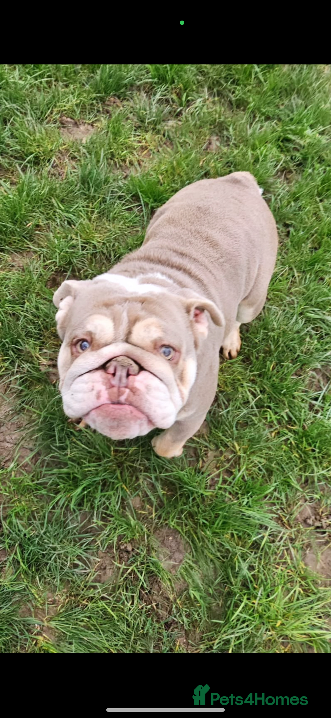 English Bulldog dogs for sale: Stunning girl KC registered bulldog 💕💕💕💕 - Advert 2