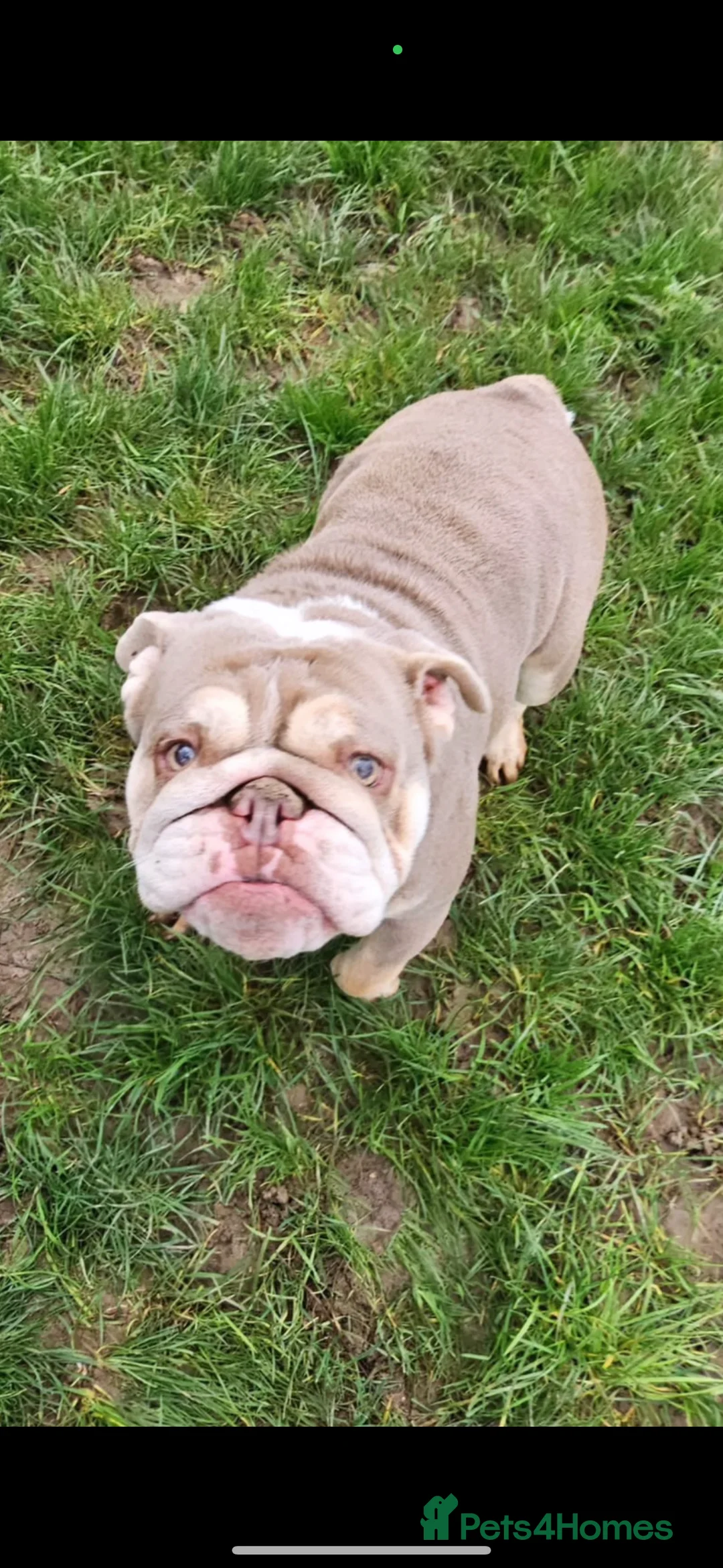 English Bulldog dogs for sale: Stunning girl KC registered bulldog 💕💕💕💕 - Advert 3