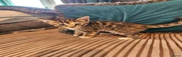 Bengal cats for sale: Begal cross kittens  - Advert 22