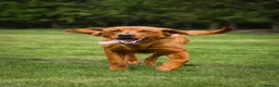 Labrador Retriever dogs for sale: Fox Red Labrador Puppies KC registered for sale - Advert 4
