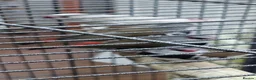 Finches birds for sale: Only few Foreign finches left for sale  - Advert 7
