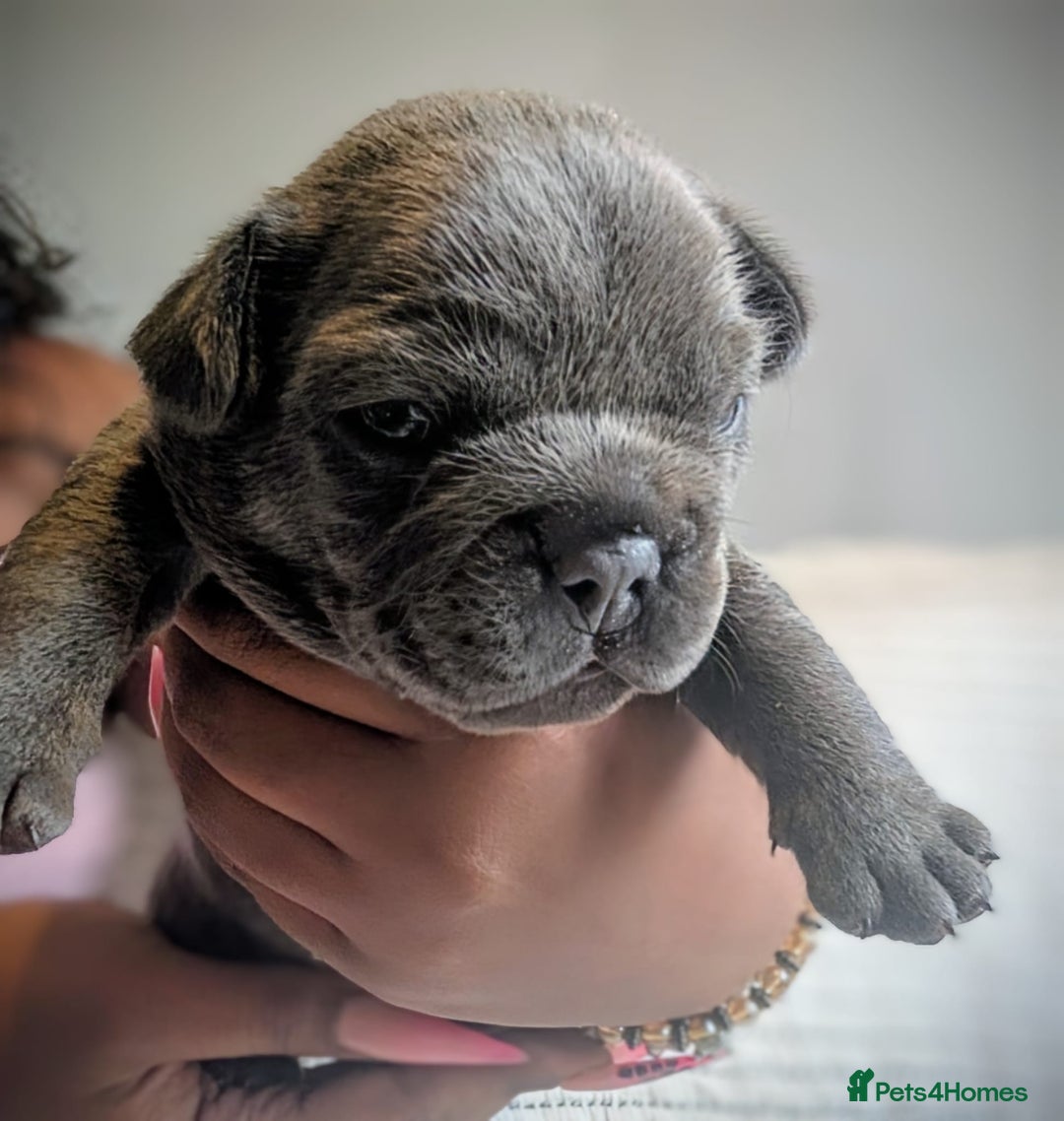 French Bulldog dogs for sale: Frenchie puppies  - Image 7
