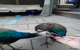 Mixed Breed birds for sale: x2 Male Peacocks and x3 golden pheasants x2 chicks - Image 3