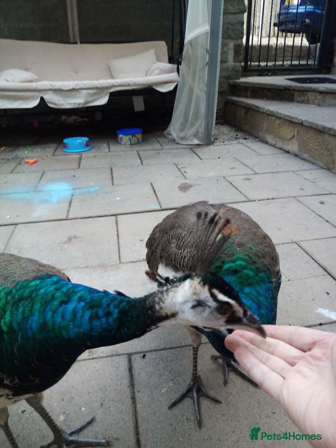 Mixed Breed birds for sale: x2 Male Peacocks and x3 golden pheasants x2 chicks - Image 3