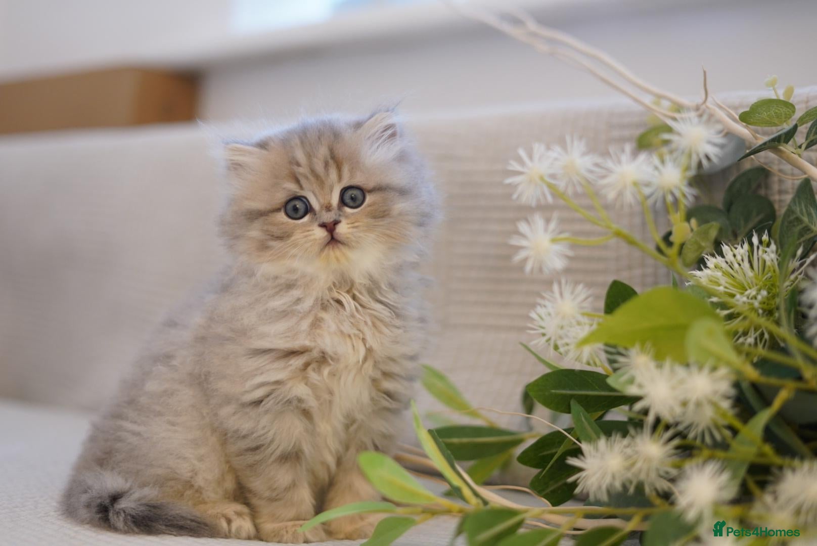 British Longhair cats for sale: TICA Exceptional Pedigree Golden British Kittens - Advert 1