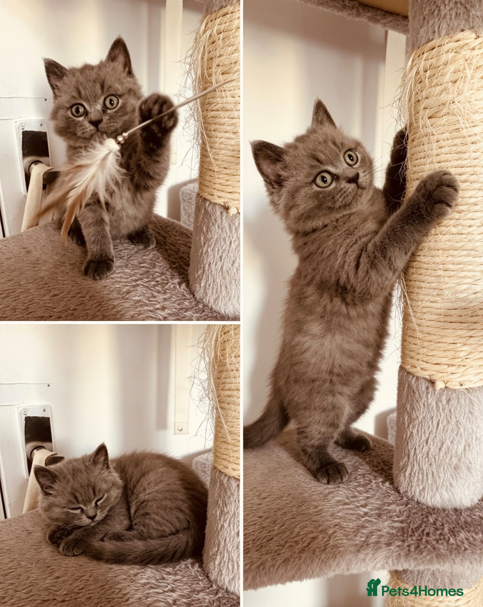 British Shorthair cats for sale:  pure pedigree Blue British Shorthairs  - Advert 2