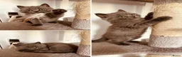 British Shorthair cats for sale:  pure pedigree Blue British Shorthairs  - Advert 1