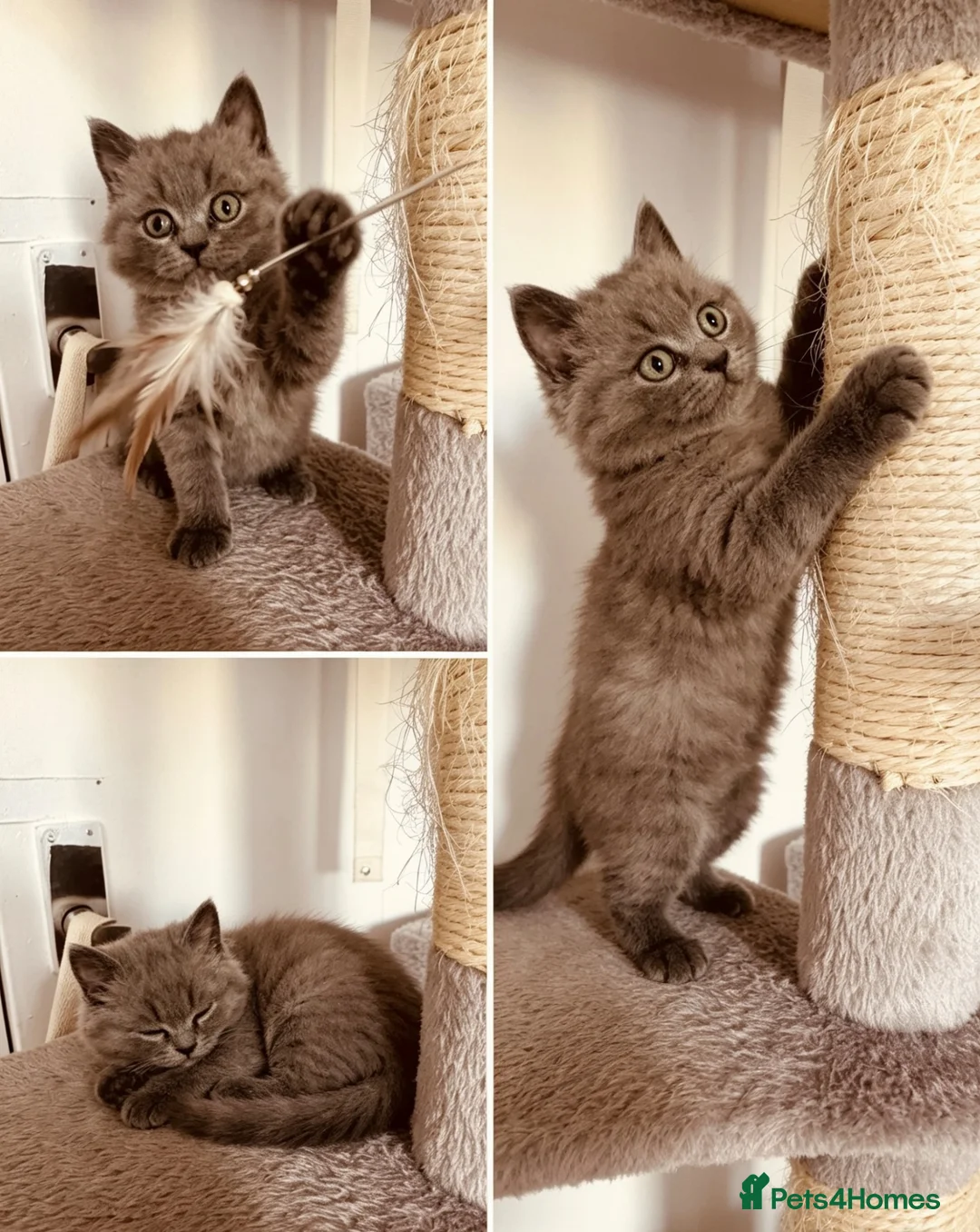 British Shorthair cats for sale:  pure pedigree Blue British Shorthairs  - Advert 1