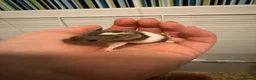 Mouse rodents for sale: Young Mice smooth haired mixed colours fancy mice - Advert 5