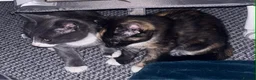 Mixed Breed cats for sale: Rescue affectionate cats - Advert 5