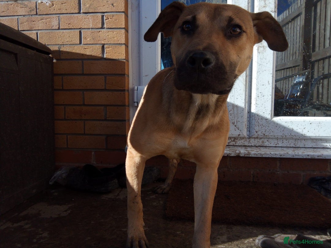 Mixed Breed dogs for sale: Female boerboel x presa canario - Image 3