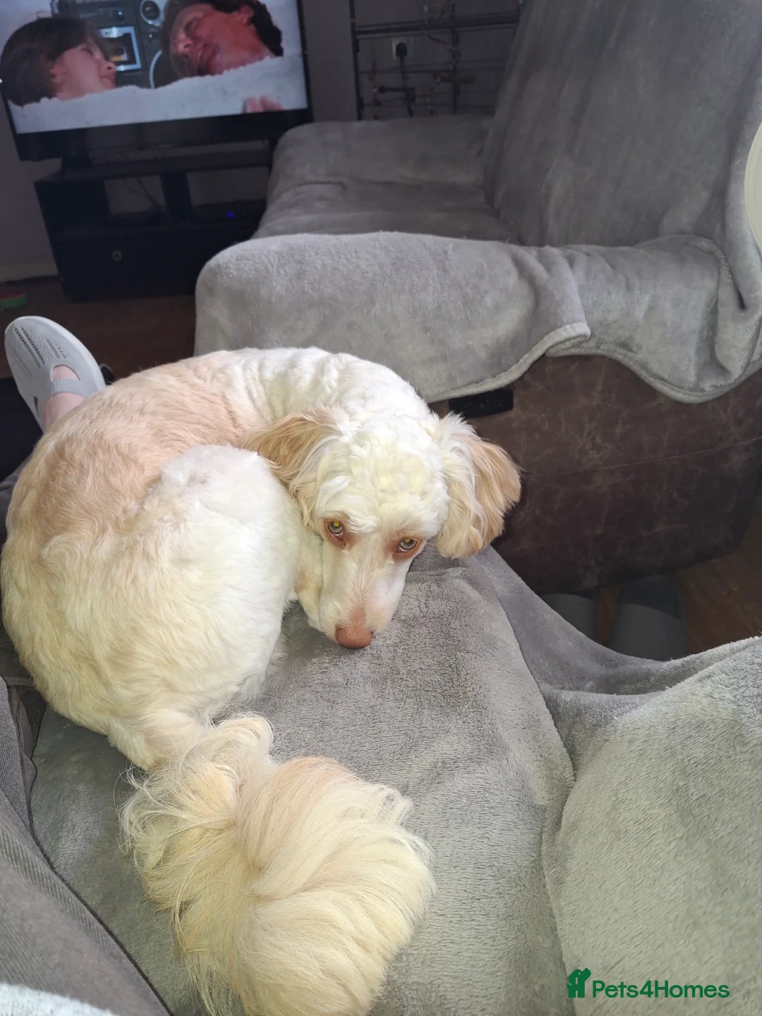 Cockapoo dogs for stud: Champagne cockapoo for stud only  - Advert 2