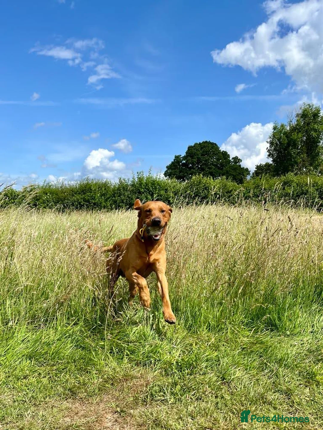 Labrador Retriever dogs for stud: Styanding at stud Fox Red Labrador Retriever - Advert 7