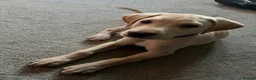 Labrador Retriever dogs for stud: Fully KC Registered Yellow Labrador for STUD in Dumfries - Advert 4
