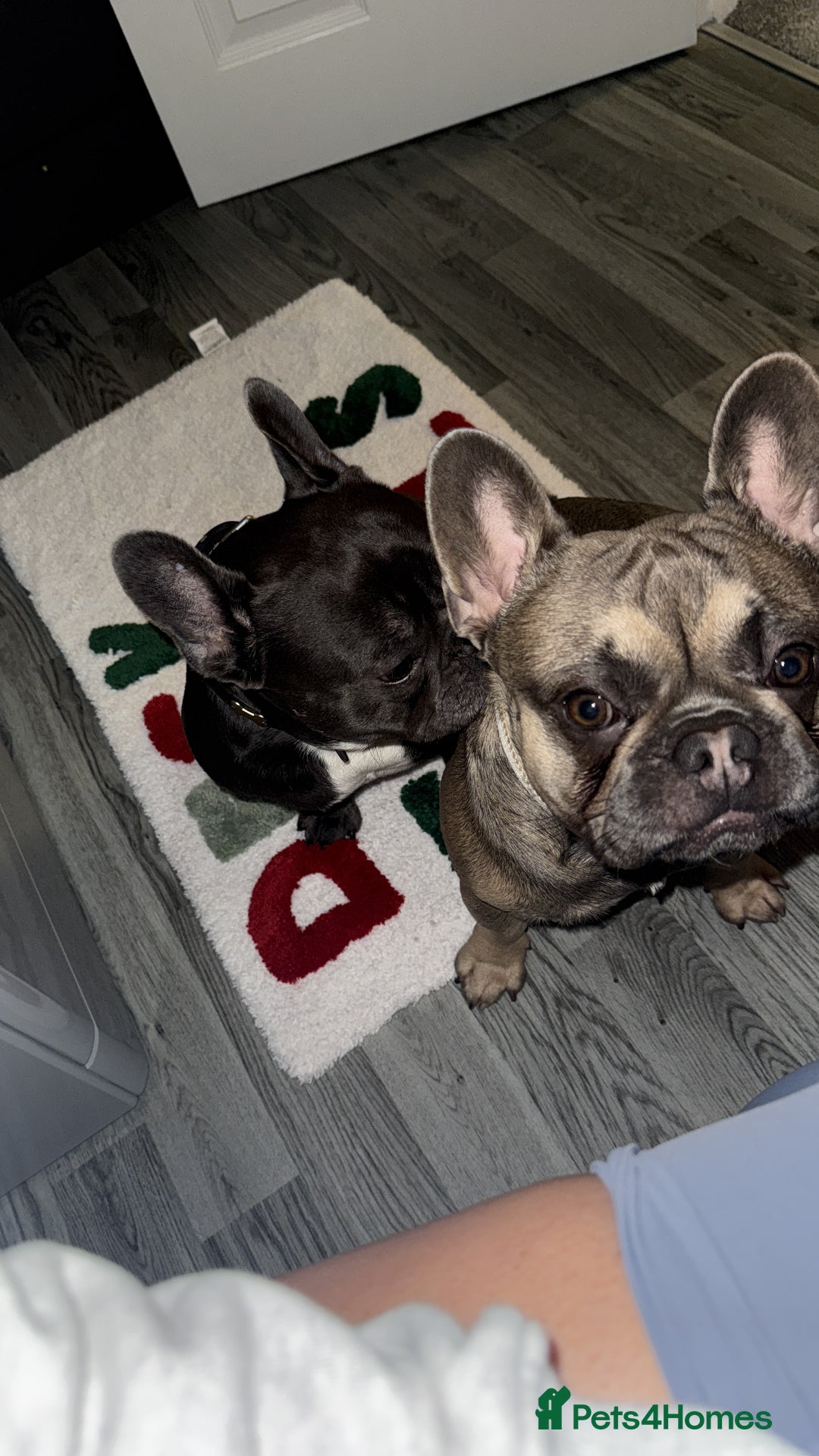 French Bulldog dogs for sale: 2 Male French Bulldogs - Advert 7