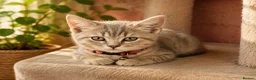Scottish Fold cats for sale: Beautiful Scottish straights READY NOW  - Advert 2