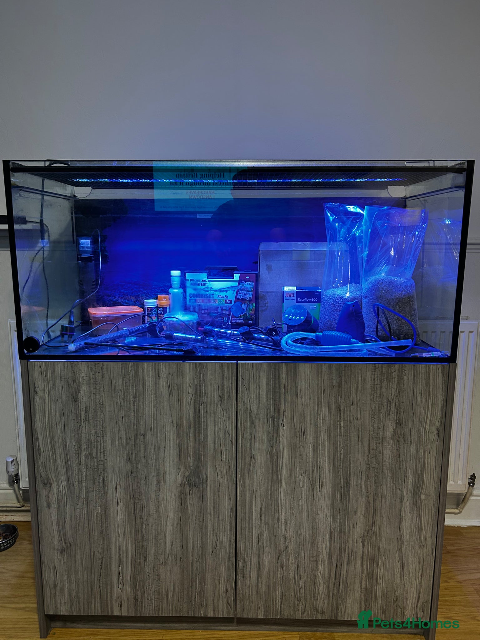 Catfish fish Fish tank  - Advert 7