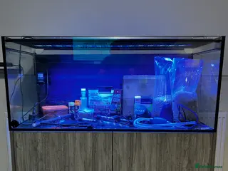 Catfish fish Fish tank - Advert 7