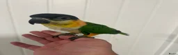 Parrots birds for sale: Hand Reared Baby Black Headed Caiques  - Advert 4