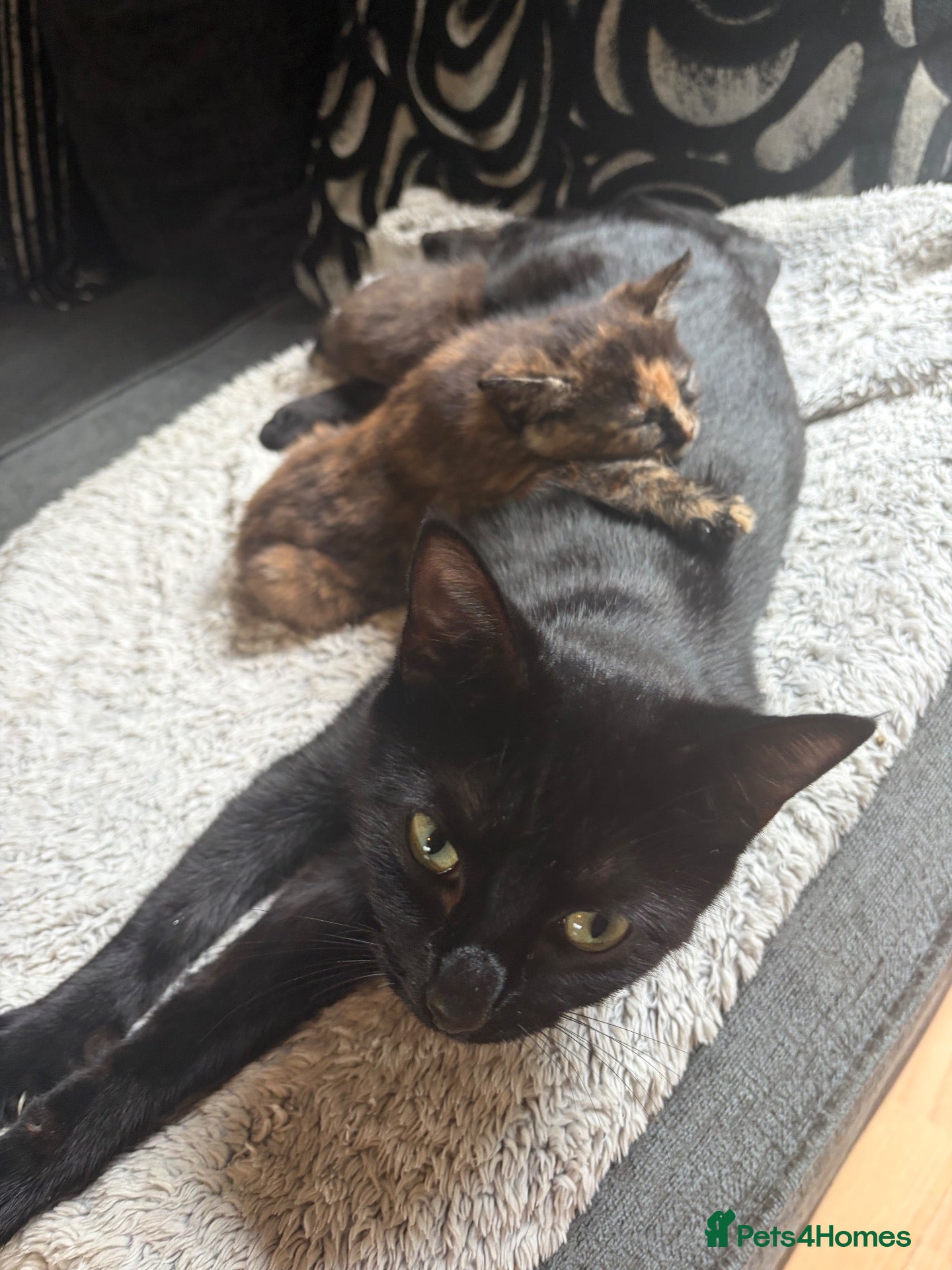 Mixed Breed cats 2x tortoiseshell kittens  - Advert 1